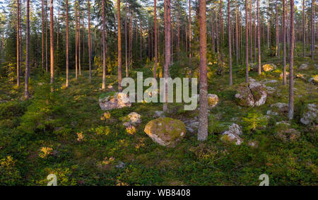 Foresta sempreverde con alcune rocce di grandi dimensioni Foto Stock