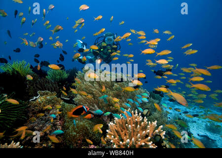 Scuba Diver e mare goldies o Lyretail anthias (Pseudanthias squamipinnis) in una barriera corallina, Bohol, Visayas, Filippine Foto Stock