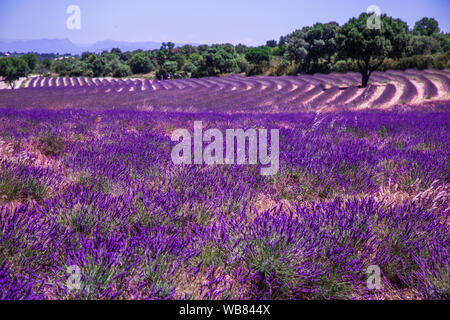 Campi di lavanda in Ardeche nel sud-est della Francia Foto Stock