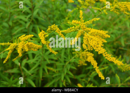 Arbusti luminosi con fiori gialli, una verga gigante d'oro con interessante fioritura, solidago gigantea, alta verga d'oro, gigantesca verga d'oro. Foto Stock