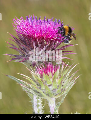 White-tailed bumblebee, Bombus lucorum avanzamento sul cardo il polline Foto Stock