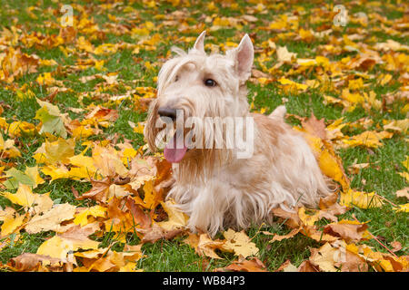 Scottish terrier giacente in un campo di erba. Cane a camminare e giocare nel parco. Felici nel selvaggio Foto Stock