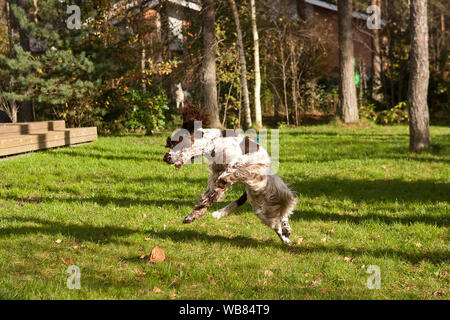 Irish il bianco e il rosso Setter in esecuzione in un campo di erba. Cane a camminare e giocare nel parco. Felici nel selvaggio Foto Stock