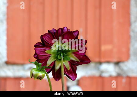 Vista posteriore di aprire completamente il Dahlia Fiore tuberosa folte piante erbacee perenni pianta con grande buio fiore rosso contenente strati multipli Foto Stock