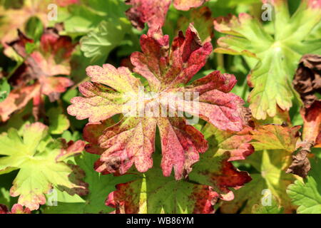 Bigroot geranio o Geranium macrorrhizum o bulgari geranio o gru Rock-bill ornamentali piante flowering grandi marrone chiaro e verde a lobi Foto Stock
