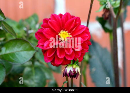 Aprire completamente il Dahlia Fiore tuberosa folte piante erbacee perenni pianta con grande buio fiore rosso contenente più strati di petali freschi Foto Stock