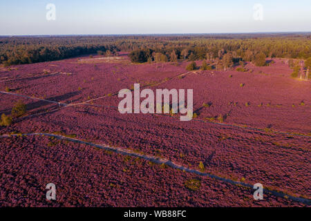 Vista aerea di colorati di erica viola in fiore nella luce della sera Foto Stock