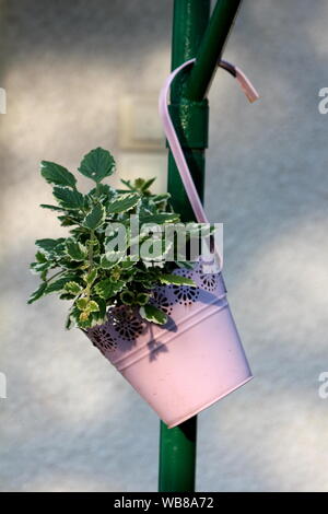 Variegato edera svedese o Plectranthus coleoides o bianco orlato di edera svedese o candela vite o candelabro vitigno annuale erbacee Foto Stock