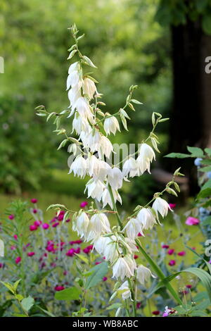 Yucca arbusto perenne con terminale di grandi orecchie di aprire completamente la fioritura fiori bianco circondato con la spada a forma di foglie e di altri fiori Foto Stock