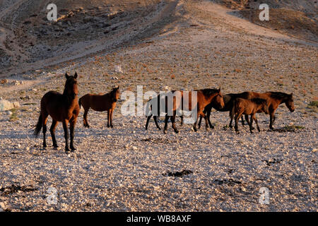 Cavalli selvaggi creare splendide immagini dove vivono Foto Stock