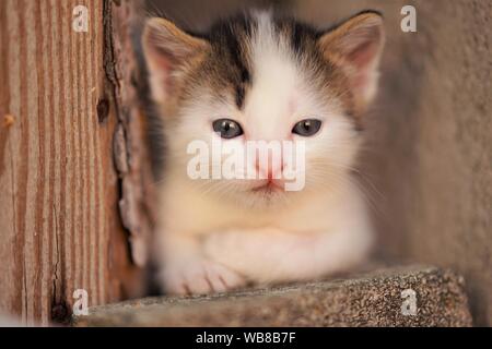 White bimbo piccolo gattino con macchie marroni, cute kitty close up ritratto Foto Stock