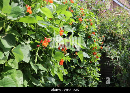 Runner bean piante che crescono nel giardino Foto Stock