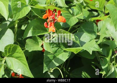 Fiore rosso su runner piante di fagiolo Foto Stock