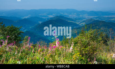 Paesaggio di montagne della Foresta nera in Germania Foto Stock