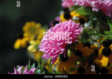 Pink daisy in raggi di luce. Profondità di campo Foto Stock