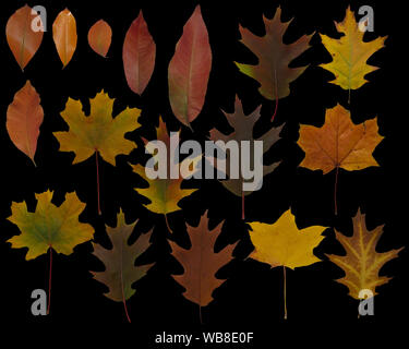Foglie di autunno impostare, isolato su nero Foto Stock