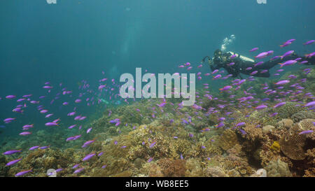 I subacquei e barriera corallina con pesce su un mare blu. Colorate tropicali underwater seascape con barriera corallina. Camiguin, Filippine. Foto Stock