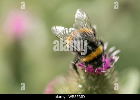 Closeup bumblebee fotografia macro shot Foto Stock