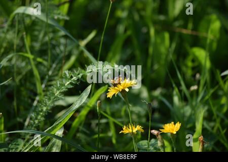 Pantalone ape su una piccola Hawkweed Foto Stock