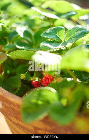 Fragole selvatiche che crescono su un vaso di fiori Foto Stock