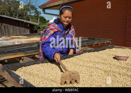 Unidentified thai hilltribe donna che lavorano a livello locale azienda di caffè, Thailandia del Nord di Chiang Mai Foto Stock