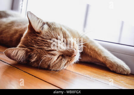 Redhead Gattino che dorme sul davanzale. Bella rilassante cat, rosa naso. Una bella ginger gatto di nome Peach. Foto Stock