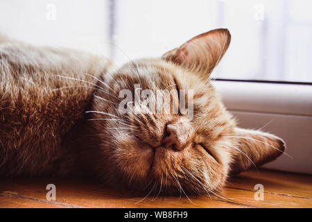Redhead Gattino che dorme sul davanzale. Bella rilassante cat, rosa naso. Una bella ginger gatto di nome Peach. Foto Stock