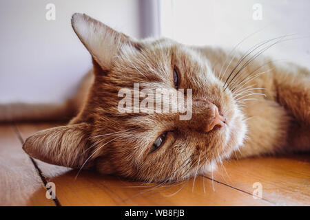 Redhead Gattino che dorme sul davanzale. Bella rilassante cat, rosa naso. Una bella ginger gatto di nome Peach. Foto Stock