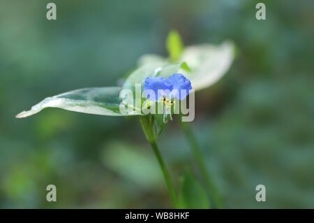 Commelina communis, dayflower asiatici nel giardino Foto Stock