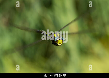 Close up dei battenti o Southern Blue Hawker dragonfly (Aeshna cyanea) rivolta verso la telecamera iridato con gli occhi blu. Foto Stock