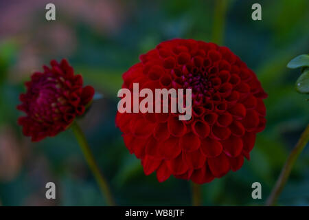 Molti fiori luminosi teste con sfondo verde Foto Stock