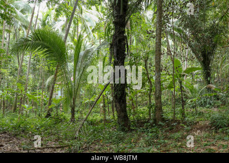 Fitta foresta tropicale con vegetazione lussureggiante. Diversi tipi di palme e banani e piante tropicali lussureggianti e di colore verde. Tutte le sfumature di verde. Foto Stock