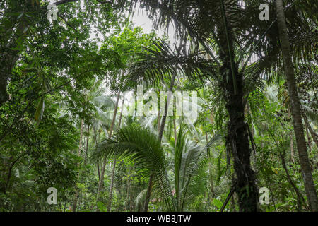 Vista in corone di alberi tropicali e palme nella densa foresta pluviale. , Alta e slanciata, tronchi di alberi di cocco salire al cielo. Foto Stock