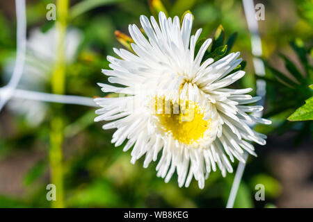 Molti fiori luminosi teste con sfondo verde Foto Stock