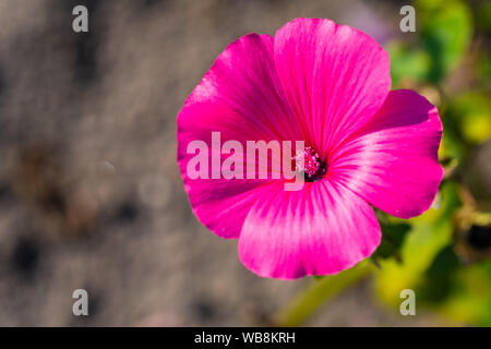 Molti fiori luminosi teste con sfondo verde Foto Stock