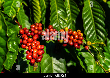 Red i chicchi di caffè su un ramo di albero di caffè con foglie. Mature e frutti immaturi i chicchi di caffè sul fondo in foglia. Gia Lai, Vietnam Foto Stock