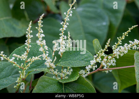 Reynoutria bianco fiori e foglie closeup Foto Stock