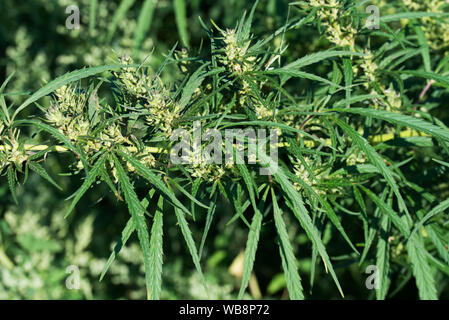 La Cannabis, canapa comune le foglie e i fiori closeup Foto Stock