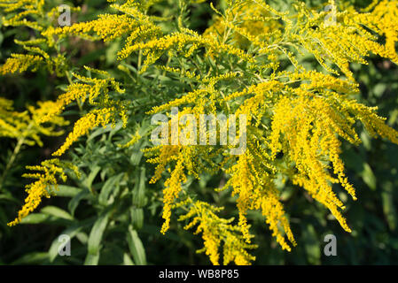 Solidago canadensis Canada giallo oro fiori closeup Foto Stock