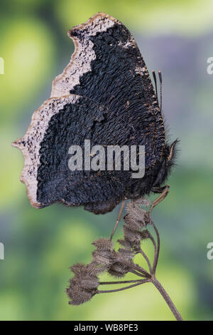Il manto di lutto (Nymphalis antiopa) Foto Stock