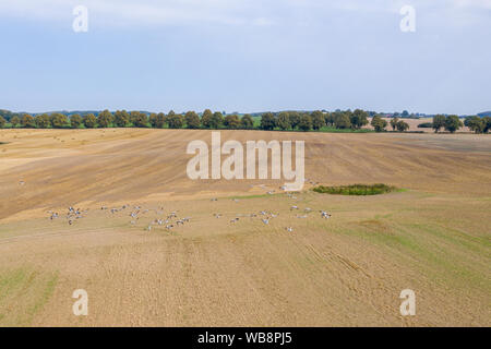 Un grande gruppo di gru sorvolando un campo falciato in cerca di cibo Foto Stock