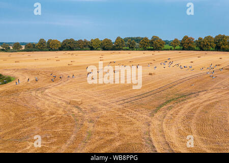 Un grande gruppo di gru sorvolando un campo falciato in cerca di cibo Foto Stock