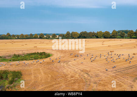 Un grande gruppo di gru sorvolando un campo falciato in cerca di cibo Foto Stock