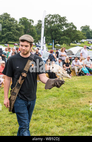 Barbagianni essendo mostrata al pubblico da handler al Helmingham Festival di Classic & Sports Cars 2019 Foto Stock