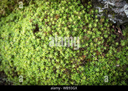 Moss stellato crescente nel Lake District inglese Foto Stock