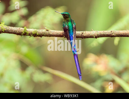 Primo piano dei maschi di colibrì, viola-tailed Sylph (Aglaiocercus coelestis) appollaiate su un ramo in Mindo,Ecuador.riscontrato in Ecuador e Colombia. Foto Stock