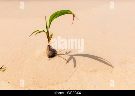 Giovani palme da cocco albero sulla spiaggia di sabbia in isola tropicale. Foto Stock
