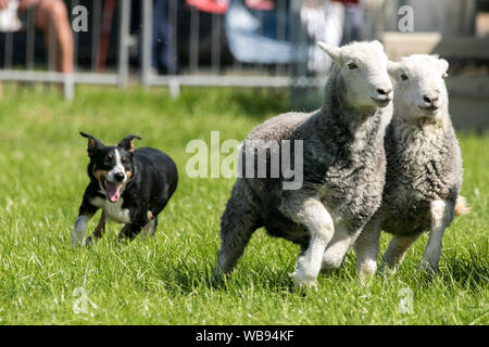 Una mostra di allevamento di cani da pecora collie di confine Lake District Herdwick Sheep alla mostra Chipping Agriculture in Lancashire, Regno Unito Foto Stock