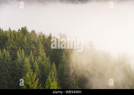 Vista panoramica della foresta nebbiosa. Foresta di nebbia in un lugubre paesaggio. Foto Stock