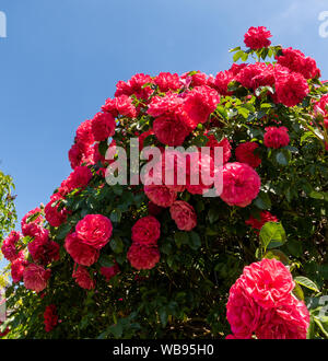 Lussureggiante bush / arbusto di rose rosse sotto un clima soleggiato di cielo blu chiaro Foto Stock